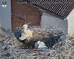 Capi_Dubne_20260624_064504.jpg