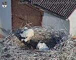 Capi_Dubne_20260624_064604.jpg