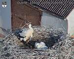 Capi_Dubne_20260624_064704.jpg