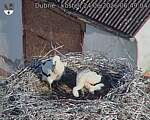 Capi_Dubne_20260624_064904.jpg