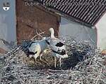 Capi_Dubne_20260624_065104.jpg