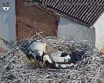 Capi_Dubne_20260624_065304.jpg