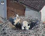 Capi_Dubne_20260624_065504.jpg