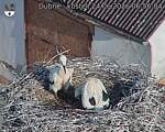Capi_Dubne_20260624_065604.jpg