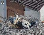 Capi_Dubne_20260624_065704.jpg