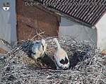 Capi_Dubne_20260624_065804.jpg