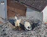 Capi_Dubne_20260624_070004.jpg