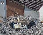 Capi_Dubne_20260624_070304.jpg