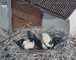 Capi_Dubne_20260624_070404.jpg