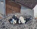 Capi_Dubne_20260624_070504.jpg