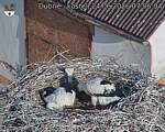Capi_Dubne_20260624_070604.jpg