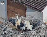 Capi_Dubne_20260624_070704.jpg