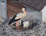 Capi_Dubne_20260624_071204.jpg