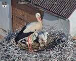 Capi_Dubne_20260624_071404.jpg