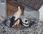 Capi_Dubne_20260624_071503.jpg