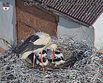 Capi_Dubne_20260624_071704.jpg
