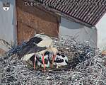 Capi_Dubne_20260624_071804.jpg