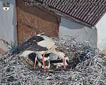 Capi_Dubne_20260624_071904.jpg