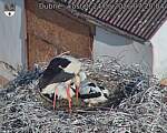 Capi_Dubne_20260624_072004.jpg