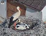 Capi_Dubne_20260624_072404.jpg