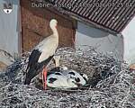 Capi_Dubne_20260624_072504.jpg