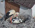 Capi_Dubne_20260624_072804.jpg