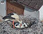 Capi_Dubne_20260624_072904.jpg