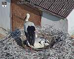 Capi_Dubne_20260624_073603.jpg