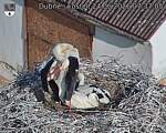 Capi_Dubne_20260624_073705.jpg
