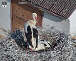 Capi_Dubne_20260624_074104.jpg