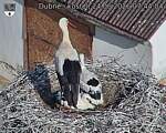 Capi_Dubne_20260624_074404.jpg