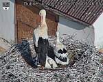 Capi_Dubne_20260624_074605.jpg
