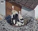 Capi_Dubne_20260624_074804.jpg