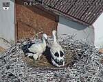 Capi_Dubne_20260624_075104.jpg