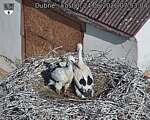 Capi_Dubne_20260624_075304.jpg