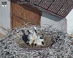 Capi_Dubne_20260624_075504.jpg