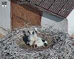 Capi_Dubne_20260624_075704.jpg