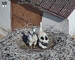 Capi_Dubne_20260624_075804.jpg