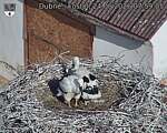 Capi_Dubne_20260624_075905.jpg