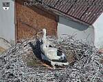Capi_Dubne_20260624_080304.jpg