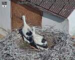 Capi_Dubne_20260624_080604.jpg