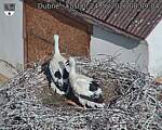 Capi_Dubne_20260624_080904.jpg
