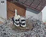 Capi_Dubne_20260624_081104.jpg