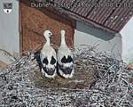 Capi_Dubne_20260624_081203.jpg
