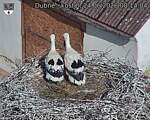 Capi_Dubne_20260624_081404.jpg