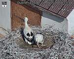 Capi_Dubne_20260624_081504.jpg