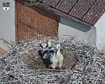 Capi_Dubne_20260624_081705.jpg