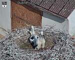 Capi_Dubne_20260624_081804.jpg