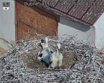 Capi_Dubne_20260624_081904.jpg