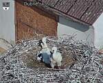Capi_Dubne_20260624_082005.jpg